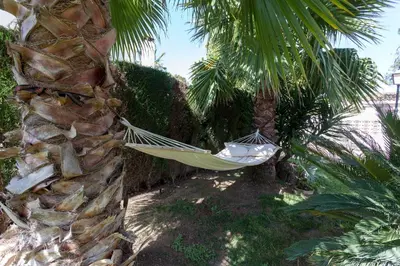 a hammock hanging from a palm tree next to a wall at VILLA LATEL in Serra