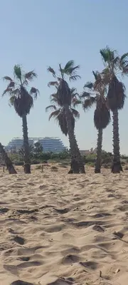a group of palm trees on a sandy beach at Apartamento con vistas en Gran Canet in Canet de Berenguer