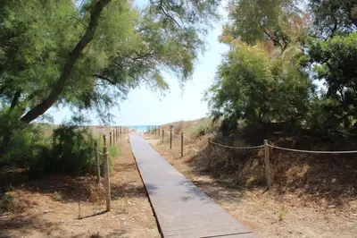 a wooden path in the middle of a field with trees at TBC The Beach Corner in Canet de Berenguer