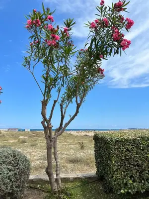 a small tree with pink flowers in a field at Beautiful apartment 1 minute walk to the beach in Puerto de Sagunto