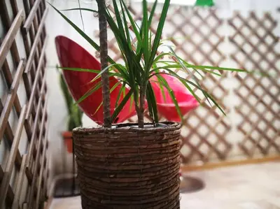 a plant in a basket sitting on a table at City center where Falla starts in Valencia