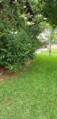 a green yard with a tree and some grass at LA TRAMUNTANA CULLERA Playa Marenyet a 300 metros in Valencia