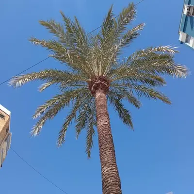 a palm tree with the sky in the background at Mar y castillo in Cullera