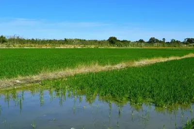 a field of grass with a reflection in the water at Terraced house in natural essence in Favareta