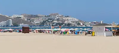 a group of palm trees on a beach at Cullera Confort Playa in Cullera