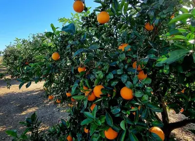 a group of orange trees with oranges on them at ROSA in Llaurí
