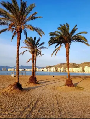 three palm trees on a sandy beach near the water at Cullera apartamento junto al mar in Cullera