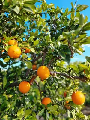 an orange tree with lots of oranges on it at Apartamento Horizonte Azul Cullera in Cullera