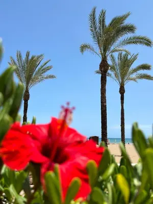a red flower in front of palm trees on the beach at Luxury apartment Y after renovation in Cullera with parking in Cullera