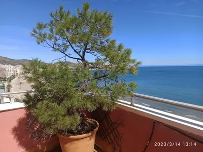 a pine tree in a pot on a balcony with the ocean at Espectacular terraza y vistas en 1a línea de playa in Cullera
