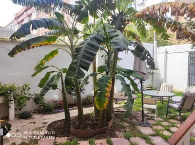a palm tree in a garden with a table and a table and chairs at Cozy apartamento en Ruzafa para 2-3 personas con aire acondicionado y salida directa a terraza in Valencia