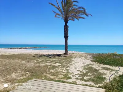 a palm tree on a sandy beach with the ocean at Apartamento en el Grau de Moncofa entre 2 y 3 linea de playa in Moncófar