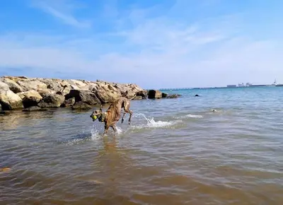 a dog running in the water in the ocean at Precioso apartamento en Canet d,en Berenger in Canet de Berenguer