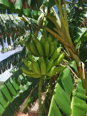 a bunch of bananas hanging from a banana tree at Relais Pollo Loco in Valencia