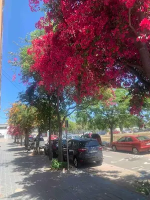 a tree filled with pink flowers on a street at Fantastic Loft with an exquisite design in Valencia