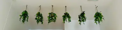 a group of plants hanging on a wall at Beautiful Flat NEXT the BEACH in Valencia
