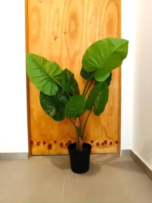 a plant in a pot in front of a door at lifecoliving valencia loft A in Valencia