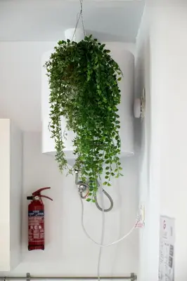 a green plant hanging from a white wall at Apartamento soleado en plaza del Carmen in Valencia