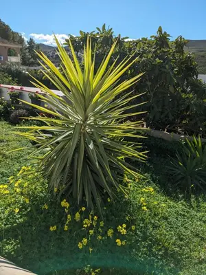 a palm tree in a garden with yellow flowers at Chalet con piscina, barbacoa y jacuzzi en Valencia in Turís