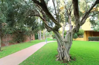 a tree in the grass next to a sidewalk at Big Gran Khan Apartment Canet den Berenguer con Piscina in Canet de Berenguer