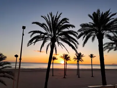 a group of palm trees on a beach at sunset at Frente al mar in Cullera