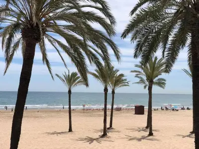 a group of palm trees on a beach with the ocean at Ubicación ideal in Cullera