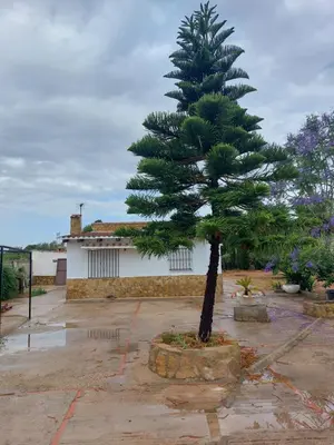a pine tree in a pot in a yard at les berreries in Montroy