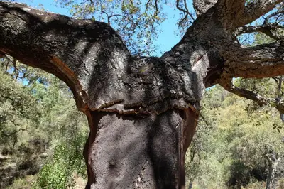 a close up of the trunk of a tree at Casa rural Puchero y Manta in Alcudia de Veo