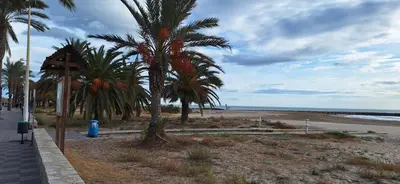 a row of palm trees on a sandy beach at Vacaciones en el mar in Puerto de Sagunto