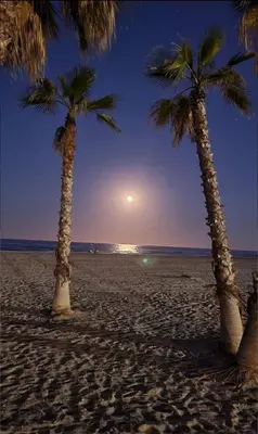 two palm trees on a sandy beach at sunset at Apartamento en Canet de Berenguer Valencia in Canet de Berenguer