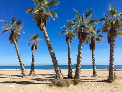 three palm trees on a sandy beach near the ocean at SOL Y PLAYA -Playa Canet de Berenguer-La Almardá Valencia Costa SPAIN in Canet de Berenguer