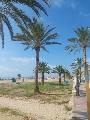 a row of palm trees on the beach at Cozy apartment near the beach in Puerto de Sagunto
