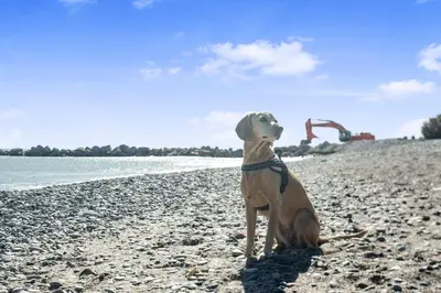 a dog sitting on the beach looking up at the sky at Moncofa Vistas Mar - Ideal Parejas in Moncófar