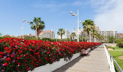a row of flowers on a boardwalk in a city at Apartamento Plaza Palmeras in Burjasot