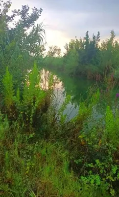 a view of a river with grass and trees at Casa Emma in Burriana