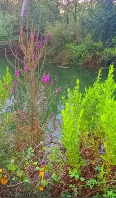 a pond with pink flowers in front of a forest at Casa Emma in Burriana