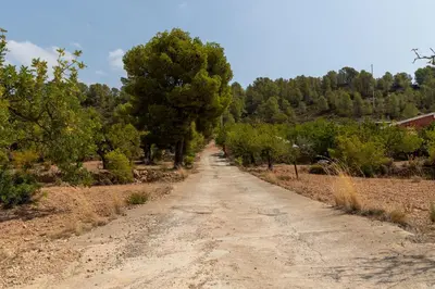 a dirt road with trees on either side at Finca El Escondite in Olocau
