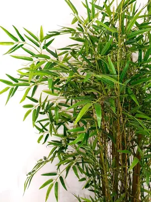 a green bamboo plant in front of a white wall at Premium Beach Flat in Las Canteras