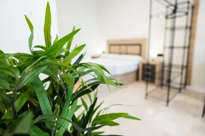 a green plant in a room with a bed at Vera Garden by Concept Flats in Valencia