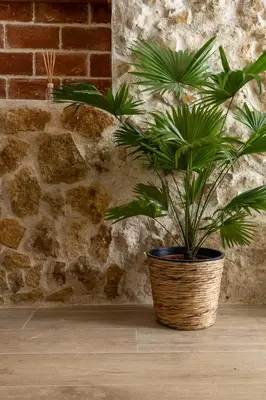 a potted plant sitting on a floor next to a brick wall at Mini apartamento en casa rural in Quesa