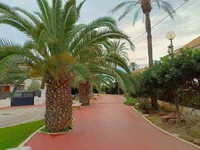 a palm tree on a sidewalk next to a street at Play-Puig Beach Flat in El Puig