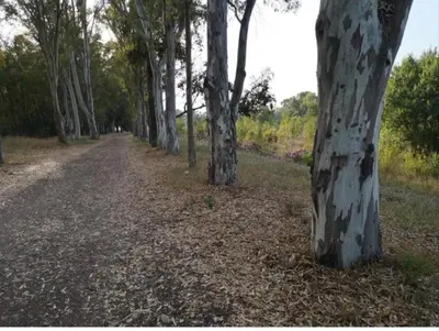 a dirt road with trees on the side of it at Vacances à la plage in Puerto de Sagunto