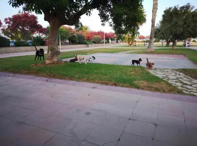 a group of dogs sitting in the grass near a tree at Vacances à la plage in Puerto de Sagunto