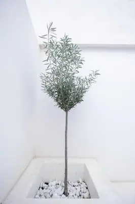 a small tree in a pot with rocks at Yard Patraix by Concept Flats in Valencia
