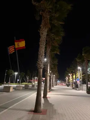 a row of palm trees on a street at night at Valencia Aparthotel HBB in Valencia