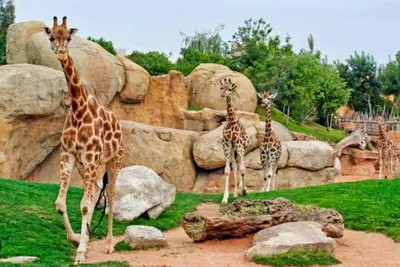 three giraffes standing in front of a rock wall at Parque de Cabecera & Bioparc Apartment in Valencia