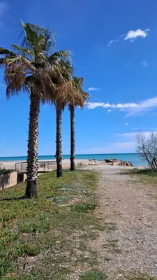 three palm trees on a beach near the ocean at Mi refugio en la playa in Moncófar