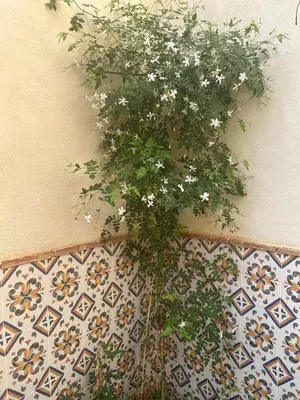 a plant with white flowers on a wall at Hort de les Oronetes in Alzira