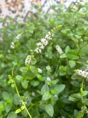 a plant with white flowers and green leaves at Hort de les Oronetes in Alzira