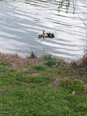 a man and two dogs swimming in the water at magníficas vistas in Valencia
